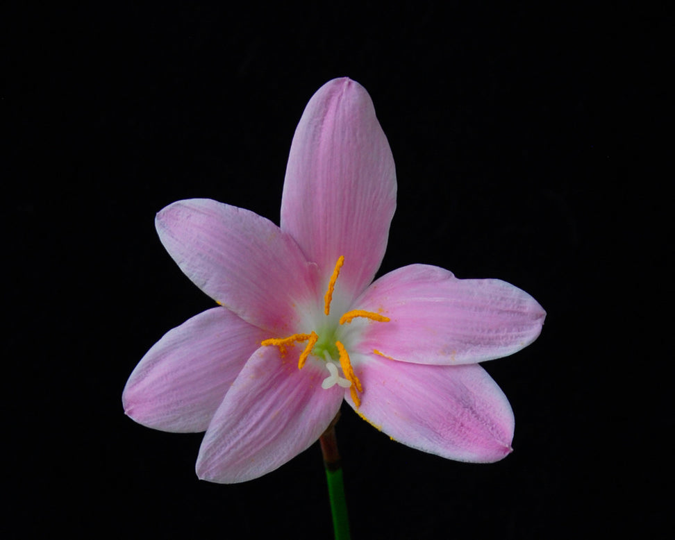 Zephyranthes robustus