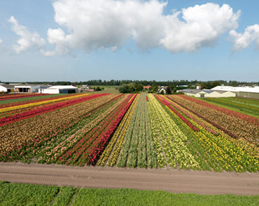 About the Grower: Canna Farm Van Haaster ('De Groeneweg' Nursery)