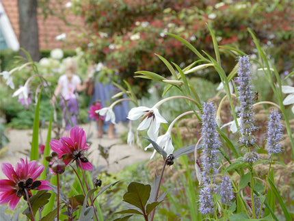 All about Acidanthera murielae (Abyssinian gladiolus)