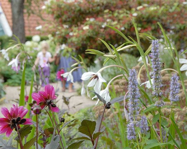 All about Acidanthera murielae (Abyssinian gladiolus)