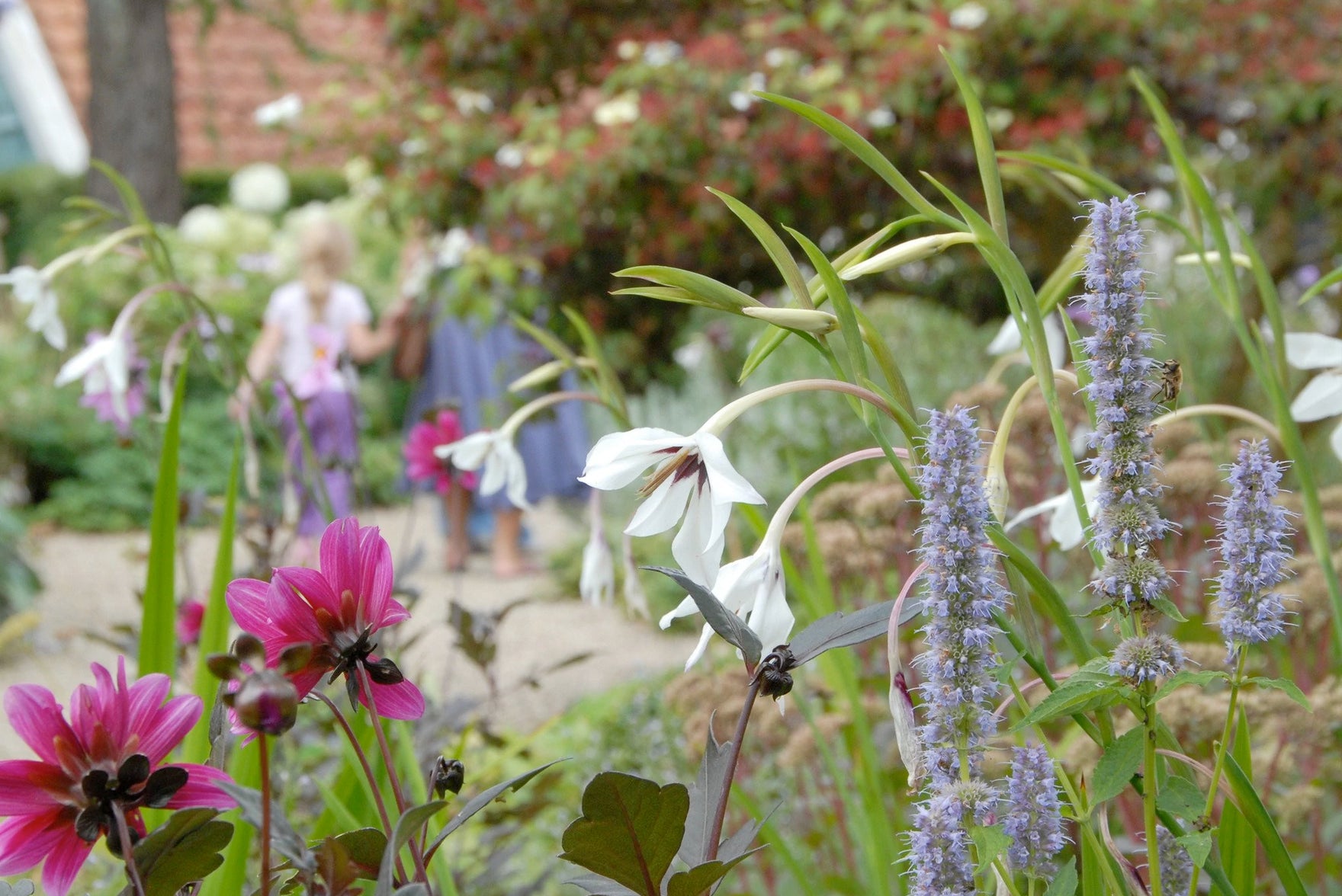 Acidanthera planting instructions / How to plant Acidanthera bulbs
