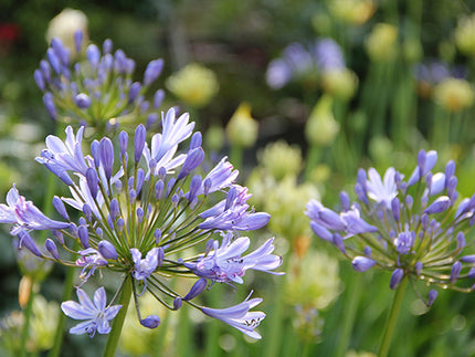 Agapanthus! All about Growing African Lilies