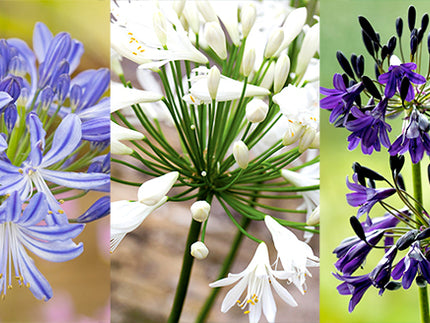 Plant Agapanthus for Summer Colour and Structure