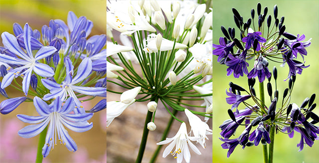 Plant Agapanthus for Summer Colour and Structure