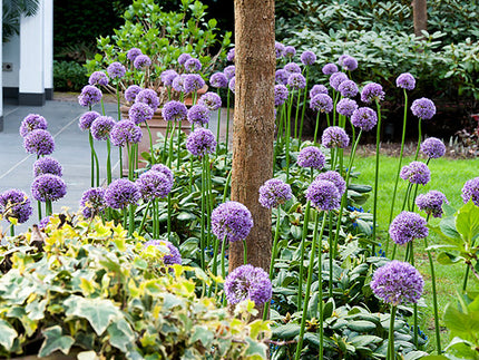 Allium Purple Sensation: A New Gardening Trend