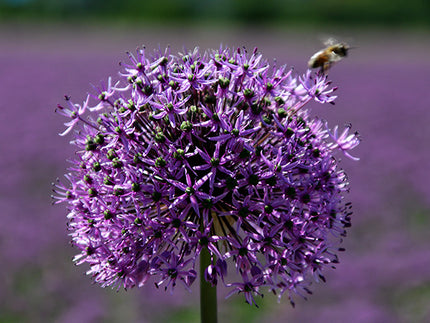 Alliums! All about Allium Bulbs