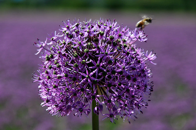 Alliums! All about Allium Bulbs