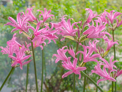 Amarines! All about Amarine Bulbs