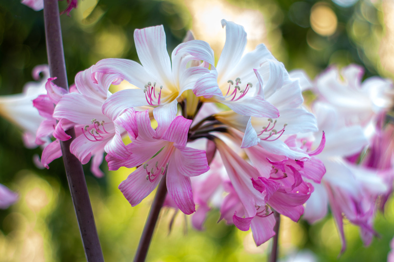 Amaryllis belladonna planting instructions / How to plant Amaryllis belladonna bulbs — Farmer Gracy