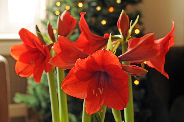 Amaryllis: The Bulb That Keeps Giving For up to 75 Years