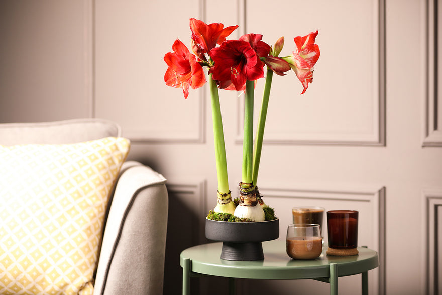 Amaryllis