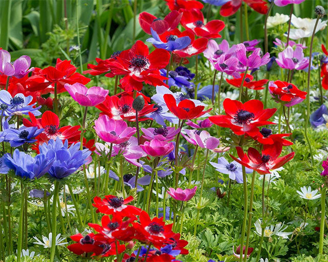 Anemones! All About Anemone Bulbs