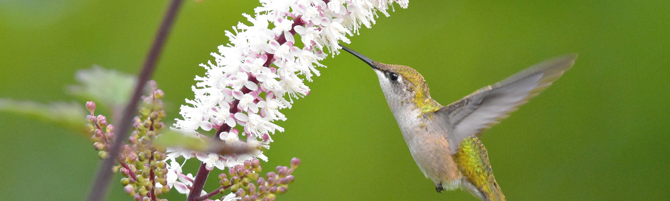 Refined and Elegant: Actaea 'Brunette' (Baneberry)