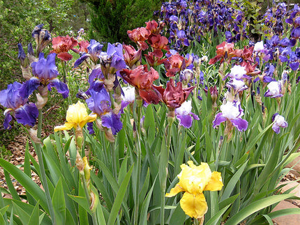 Bearded Iris: Strong & Versatile Summer Garden Classic