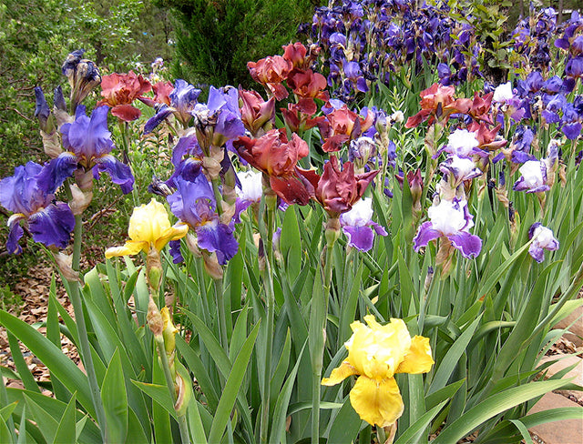 Bearded Iris: Strong & Versatile Summer Garden Classic