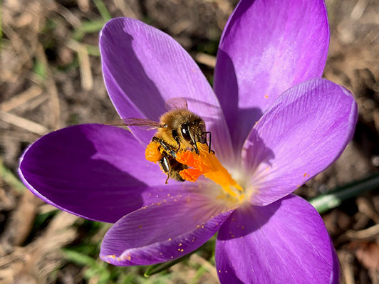 Top 10 Bee-friendly Flower Bulbs