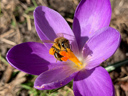 Top 10 Bee-friendly Flower Bulbs