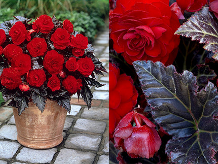 Begonia Switzerland: Near-Black Leaves & Deep Red Blooms