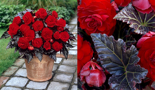 Begonia Switzerland: Near-Black Leaves & Deep Red Blooms