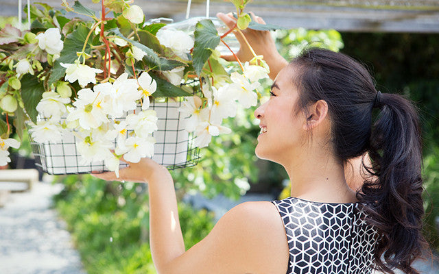 Begonias! All About Begonia Bulbs