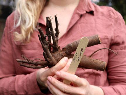 Benefits of bare root perennials