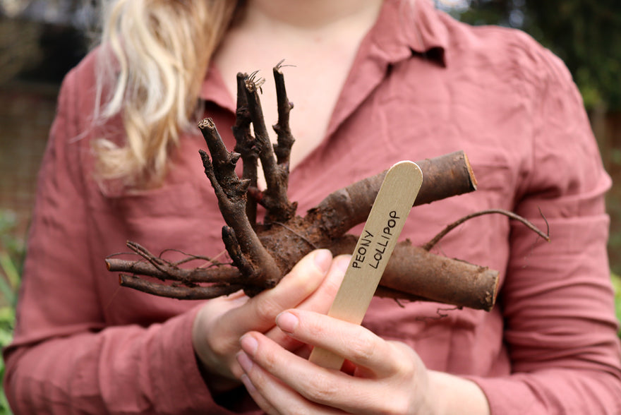 Benefits of bare root perennials