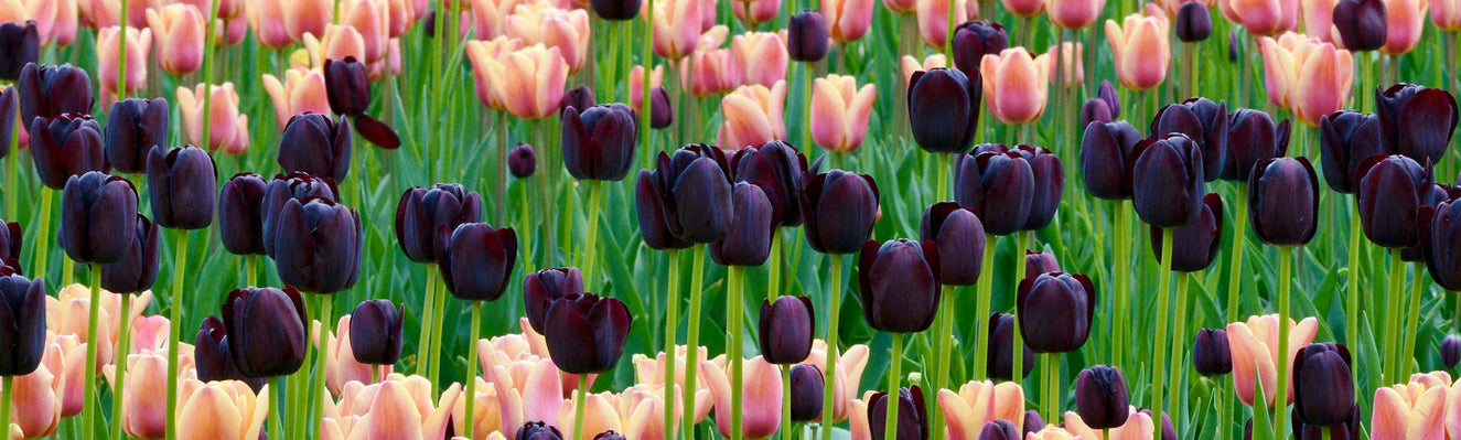 Do black tulips exist?