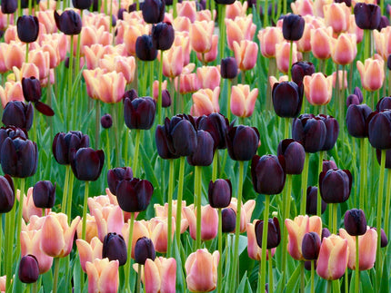 Do black tulips exist?