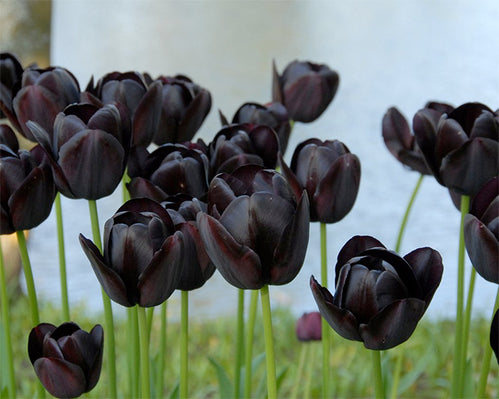 Black and Near-black blooms for lovers of the unusual