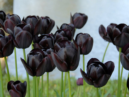 Black and Near-black blooms for lovers of the unusual