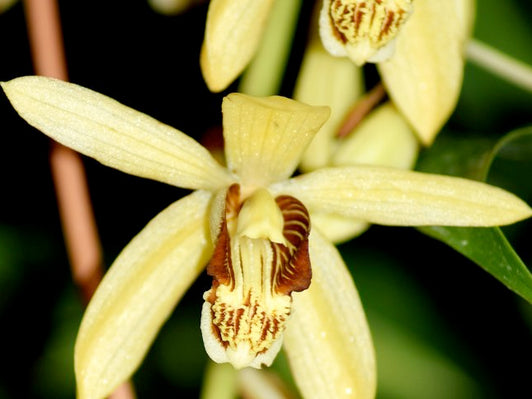 Beautiful Bletilla Bulbs Make Orchid Growing Easy