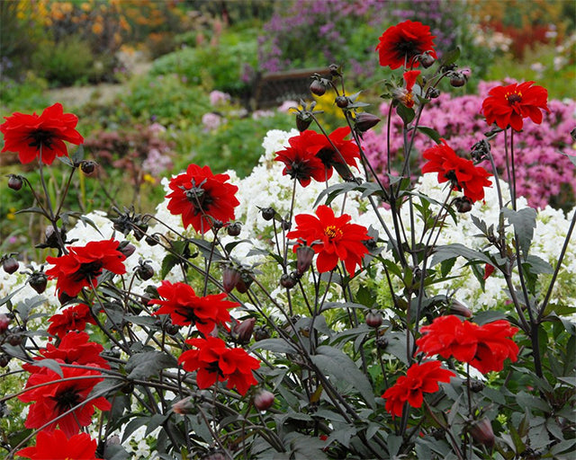 Bishop Dahlias: Aztec Drama Meets English Garden