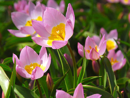 Botanical Tulips: Everything You Need to Know