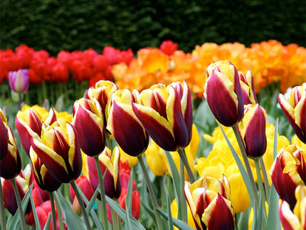 The best Tulip Bulbs come from the Netherlands – fact!
