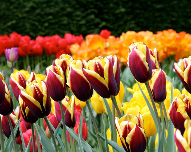 The best Tulip Bulbs come from the Netherlands – fact!