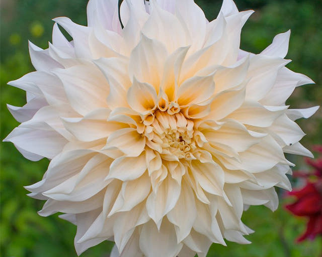 The Most Beloved Dahlia Ever: Café au Lait