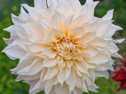 The Most Beloved Dahlia Ever: Café au Lait