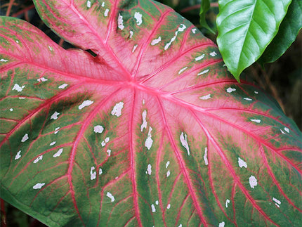 Caladiums! All about Caladium Bulbs