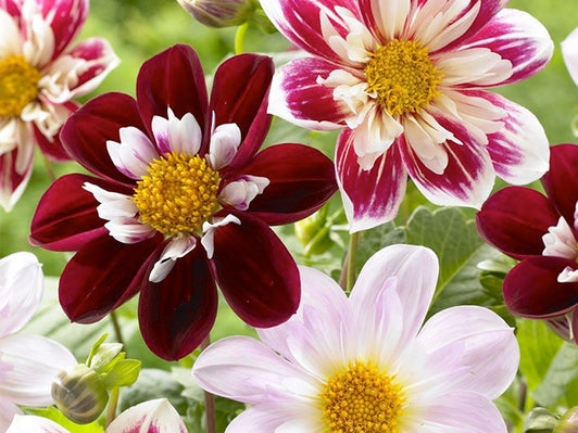 Collarette Dahlias – Impressively Collared Blooms