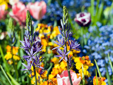 Camassia: A Favourite with UK Gardeners in the Know