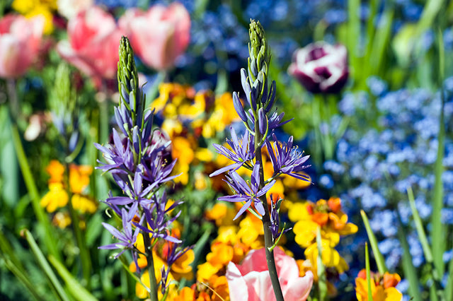 Camassia: A Favourite with UK Gardeners in the Know