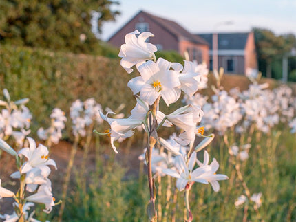 The Fascinating Story of the Madonna Lily (Lilium candidum)