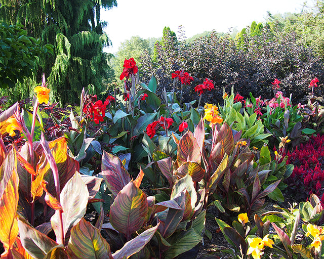 Cannas! All about Canna Rhizomes - Farmer Gracy's Blog