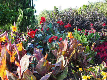 Cannas! All about Canna Rhizomes