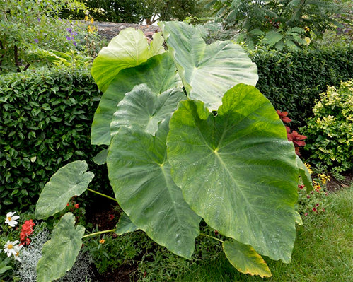 Tap in to the tropical trend with Colocasia!