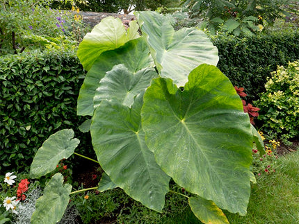 Tap in to the tropical trend with Colocasia!