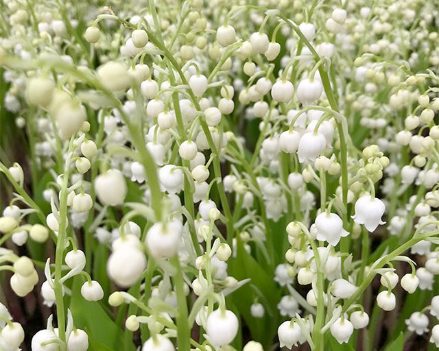 Lily of the Valley: Fragrant Shade Garden Favourite - Farmer Gracy's Blog