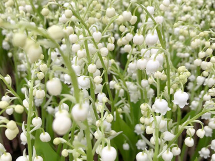 Lily of the Valley: Fragrant Shade Garden Favourite