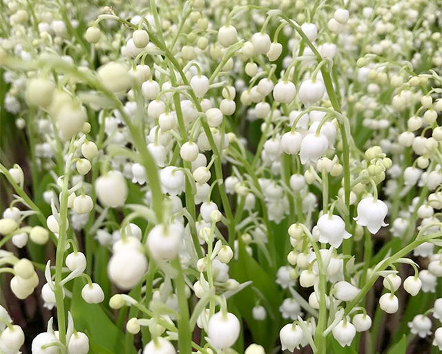 Lily of the Valley: Fragrant Shade Garden Favourite