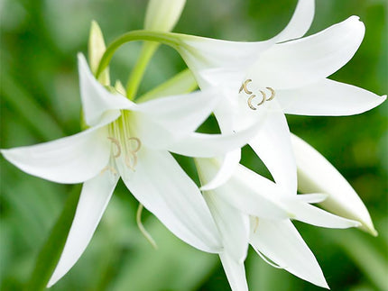 Impressive & Statuesque: All about growing Crinums!